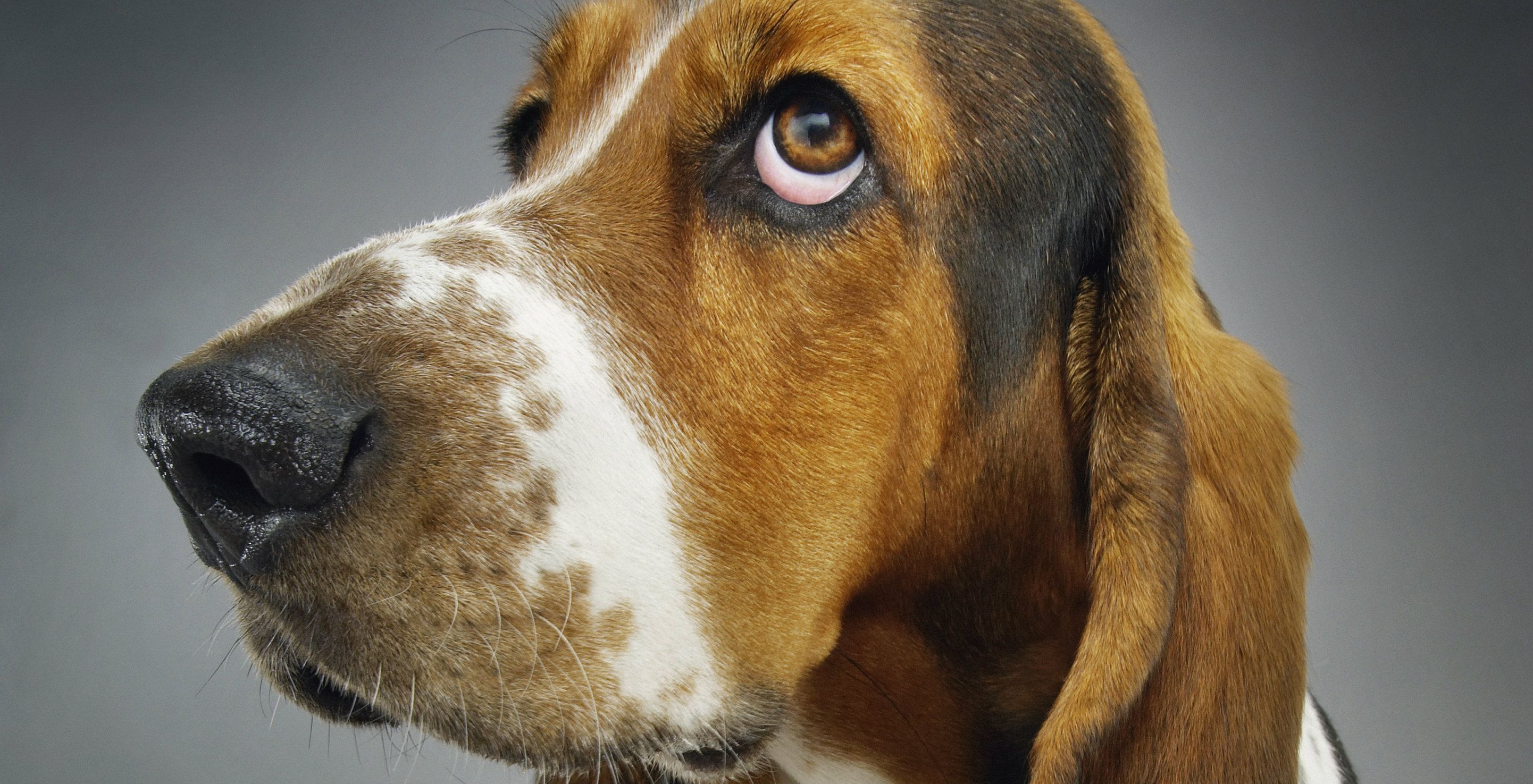 The World's 10 Least Intelligent Dog Breeds