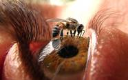 The 10 Most Painful Insect Stings In The World TheRichest