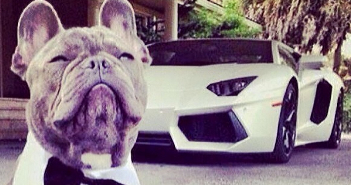 Top 10 Richest Pets Of All Time | TheRichest