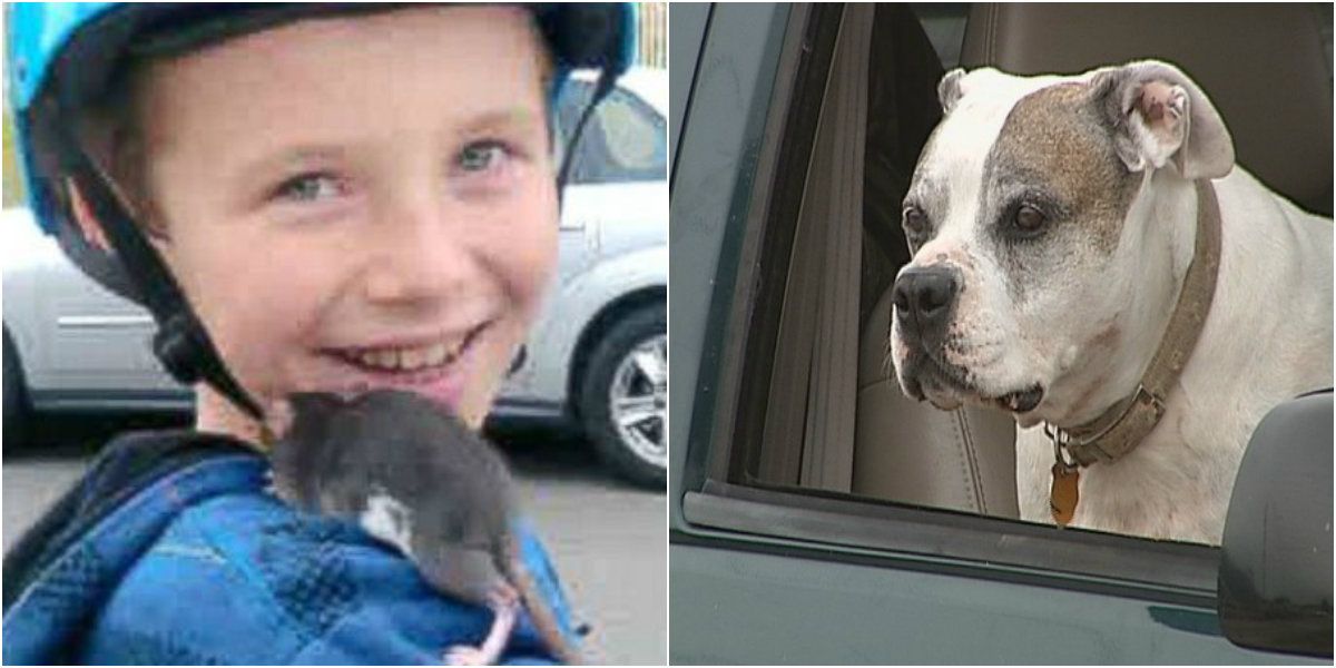 8 Pets That Accidentally Killed Their Owners (And 7 Close Calls)