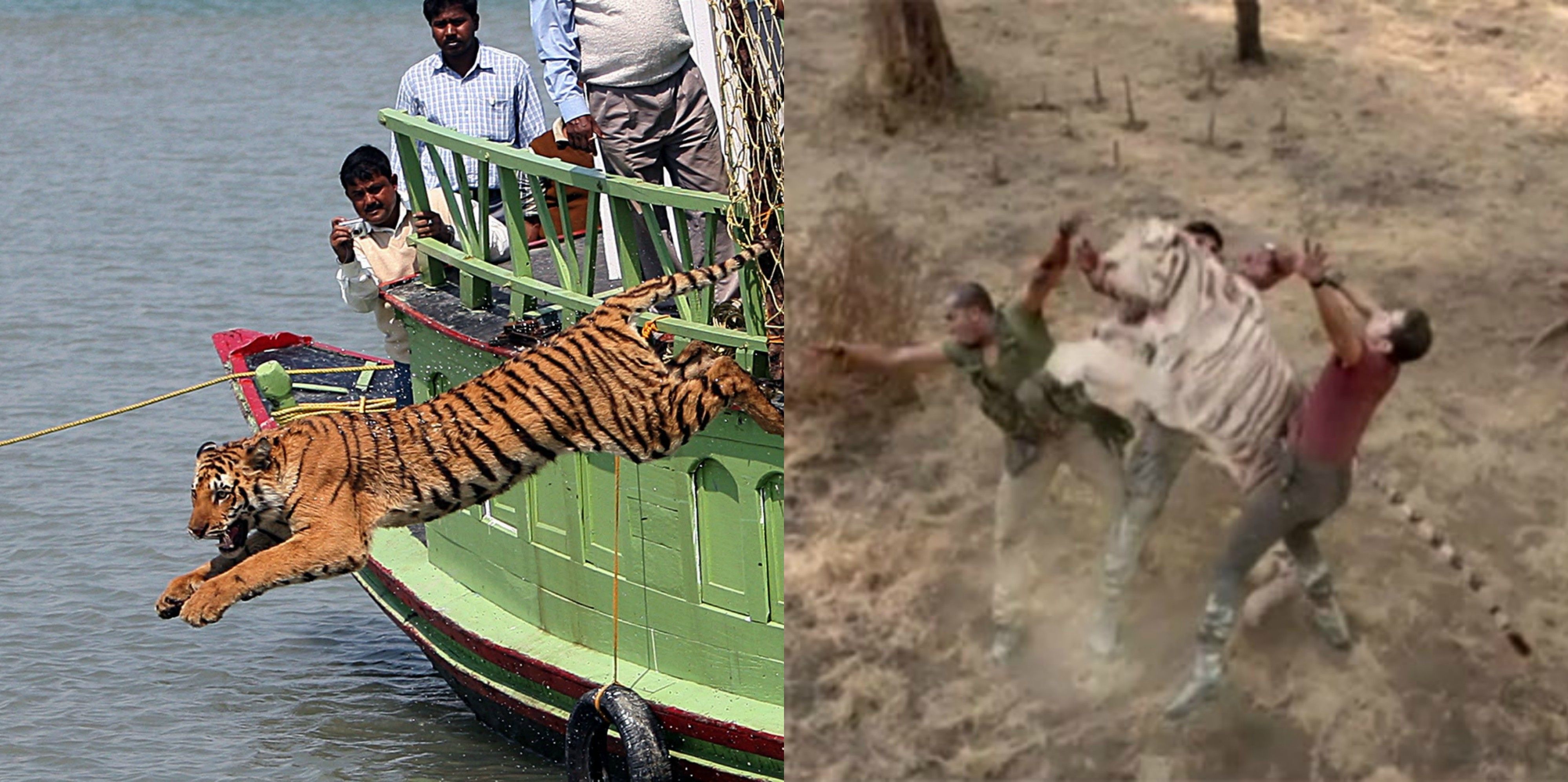 gruesome-facts-about-the-world-s-deadliest-tiger-population