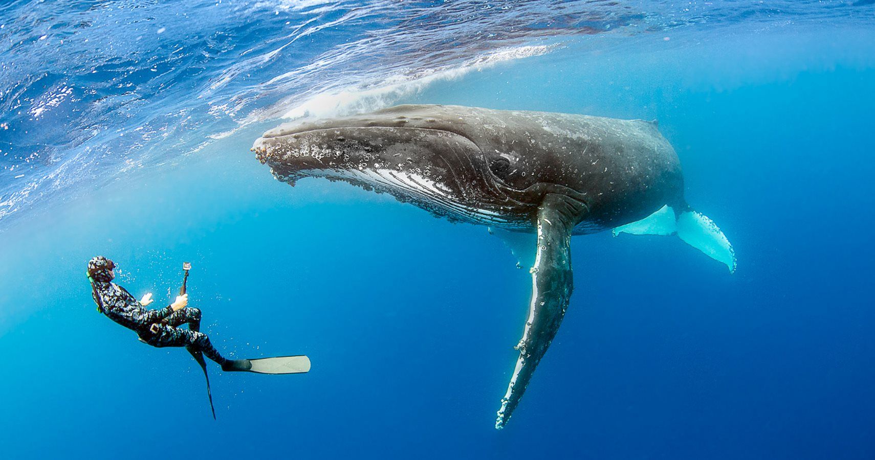 картинки самого большого кита